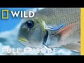 Palau Ocean Paradise Full Episode The Living Edens Nat Geo Animals