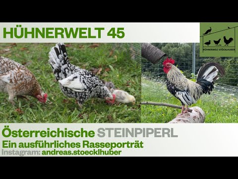 Hühnerwelt 45 Österreichische STEINPIPERL Rasseporträt - Die bunten Zwerge