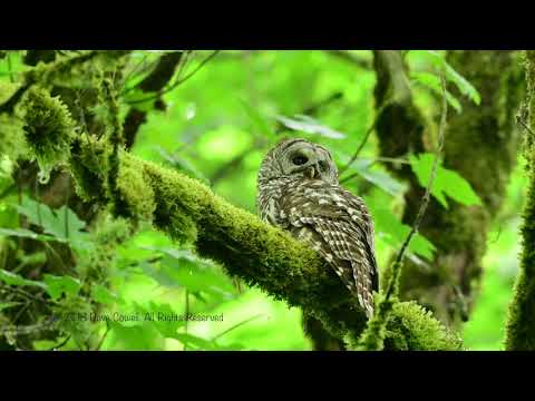 Mobbing A Barred Owl