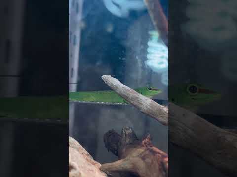 Leptodactylus laticepsについて詳しく解説