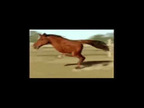 seenz x ukvsz x twister x wege - Koniara [NIGHTCORE]