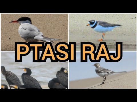 Ptasi Raj