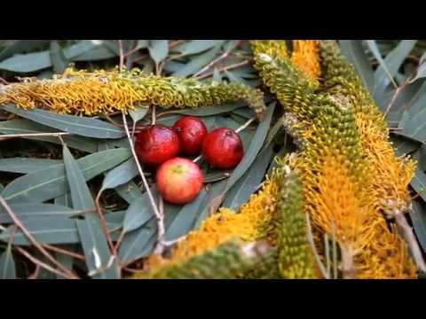 Ayers Rock Resort Free Daily Activities; Bush Yarn with Aboriginal Storyteller