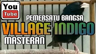 Download lagu VILLAGE INDIGO  🐦 Si Mungil Yang Bakat Jadi Guru Vocal mp3