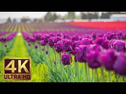4K - Tulip Flowers - 2 Hours Relaxation Video | Skagit Valley Tulip Festival in WA State - Episode 1