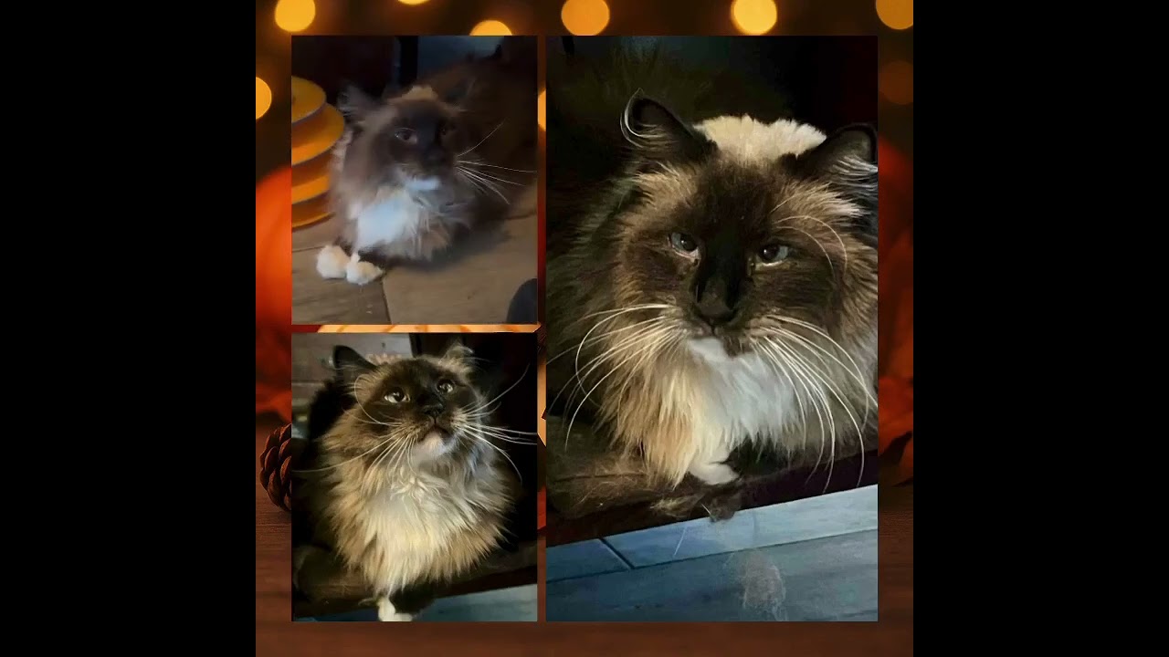 Enlarge Penelope, a ADOPTABLE Ragdoll in Ennis, TX video 2/2