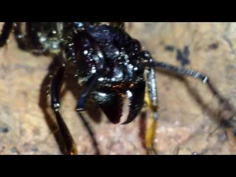 Paraponera (2017-08)