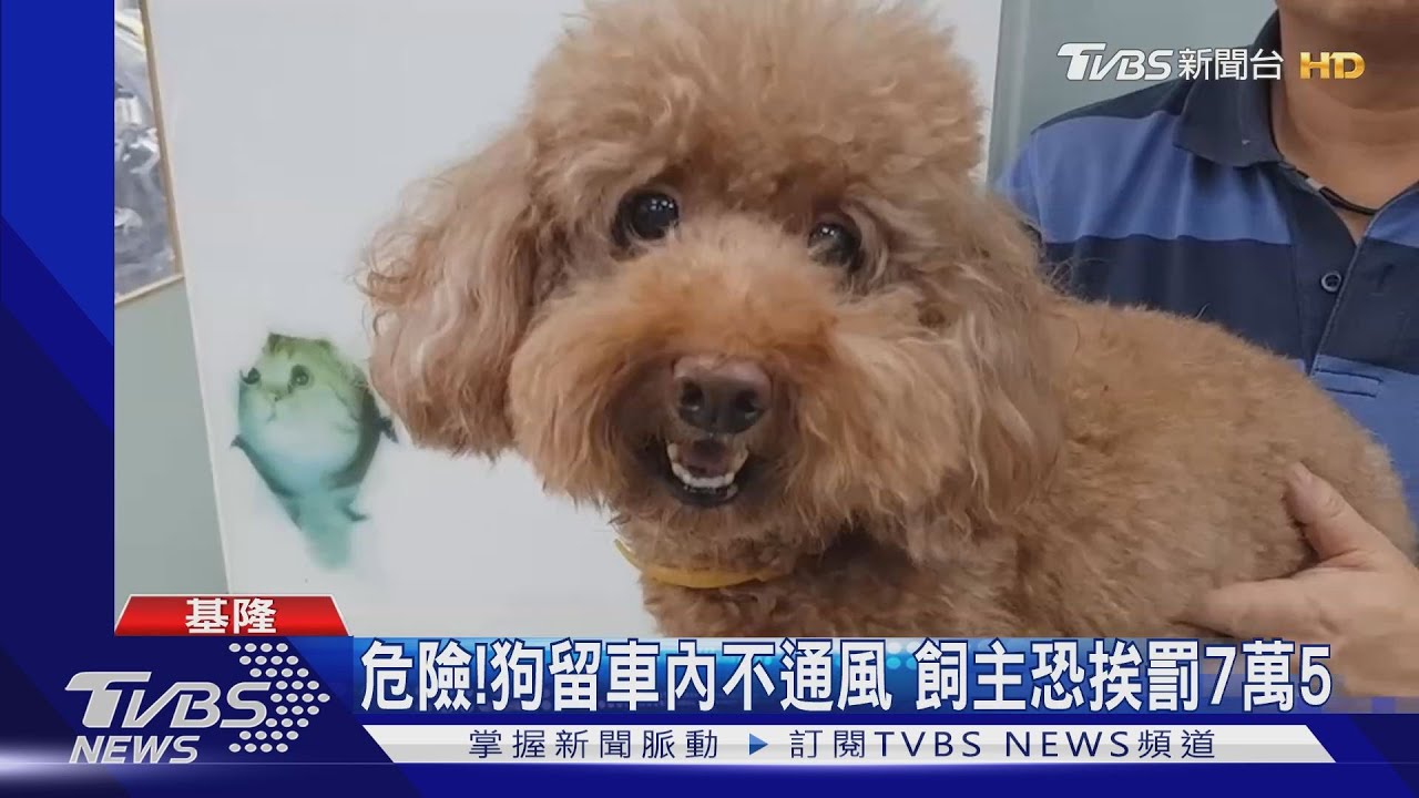 逛一下而已！飼主疑貪方便　寵物關車內