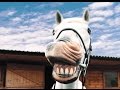 Funny Horse Dance