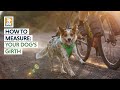 How to measure your dog's girth