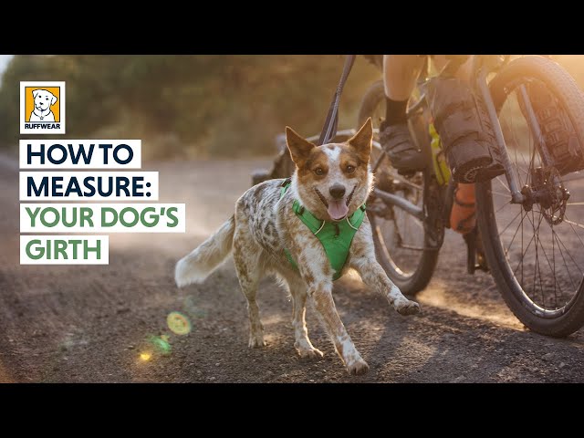 How to measure your dog's girth