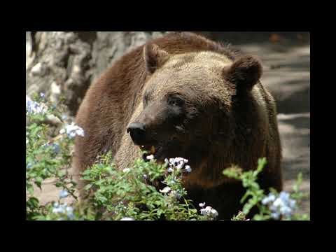 Der Bärenhäuter - Hörspiel komplett - BESTES Hörspiel aller Zeiten!!