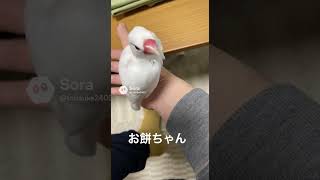 おもちちゃん #年末 #癒し