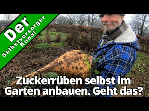 , title : 'Zuckerrüben selbst im Garten anbauen. Geht das?'