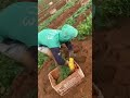 Durians Fruit Collection Foryou Viral Collection Durianseason