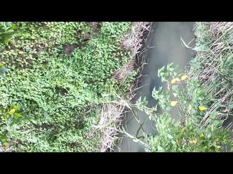 nakahuli kami ng malaking dalag at tilapia