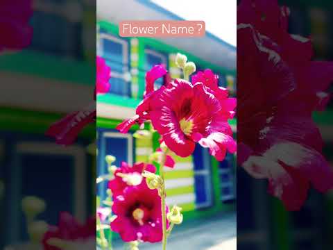 Flower garden #travelwithkhagendra #shortsvideo #ytshorts #shorts