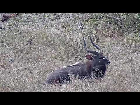Djuma: Nyala bull resting - 13:04 - 09/05/20