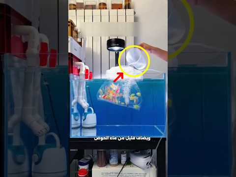 خطأ بسيط قد يقتل سمكتك! 🐟🍥