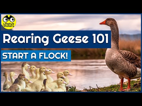 , title : 'Rearing Geese 101 - How to Start a Flock of Geese'