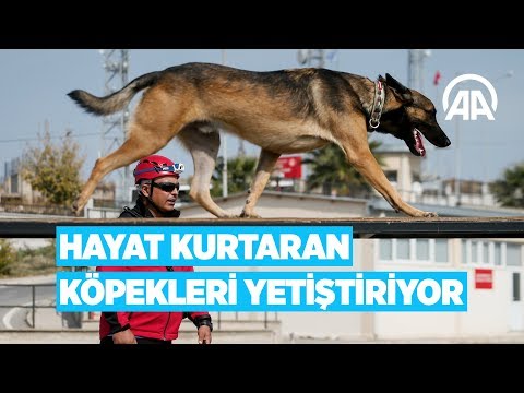 Hayat kurtaran köpekleri iki yıllık eğitimle yetiştiriyor