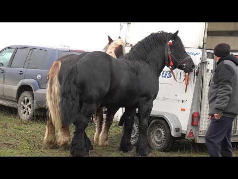 Targ expozitional de cai Sacadat, Bihor 22 Noiembrie 2025 Nou!!!