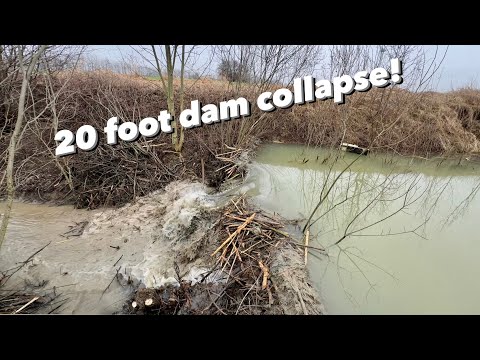 20 FOOT Beaver Dam Collapse!