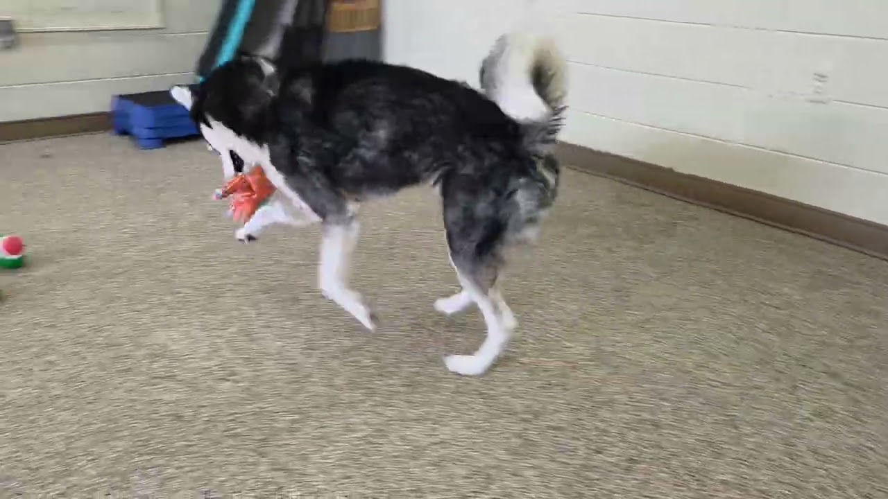 Zeus, a ADOPTABLE mixed breed in Nashua, NH video 1/3