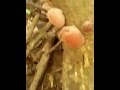 orange mushroom ? what is it 