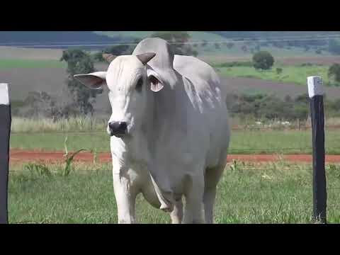 20 DOSES CONVENCIONAL NELORE - THOR DA SNI - SNI A3267