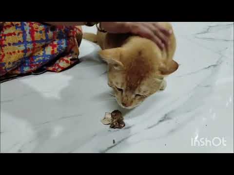 Aj mano ko chod ke chicken kha raha hai