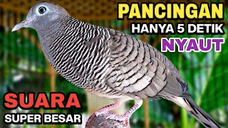 Download lagu Perkutut Lokal Gacor Suara Kung Besar Pancingan Burung Perkutut Agar Bunyi. mp3