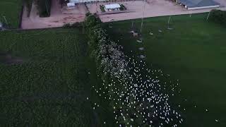 Pássaros Fazenda Agromar