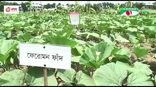 জাজিরাতে রপ্তানি যোগ্য সবজি উৎপাদন