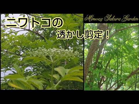 ブラックニワトコ 植物