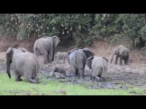 Tiny cute elephant calves struggle across a  muddy  pool in South Luangwa, Zambia 160718