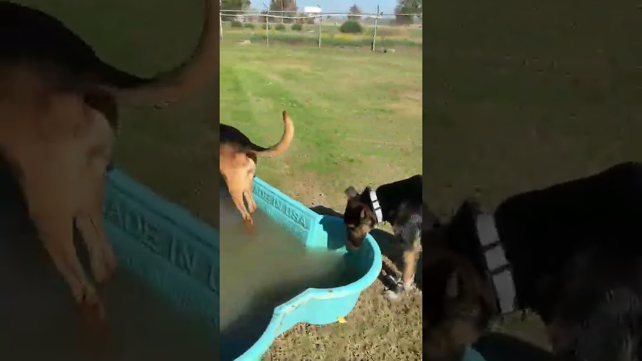 Zelda, a Adoptable mixed breed in Fresno, CA video 3/6