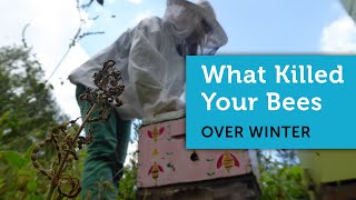Why Did My Honey Bees Die Over Winter | Determining the Cause of a Dead Beehive