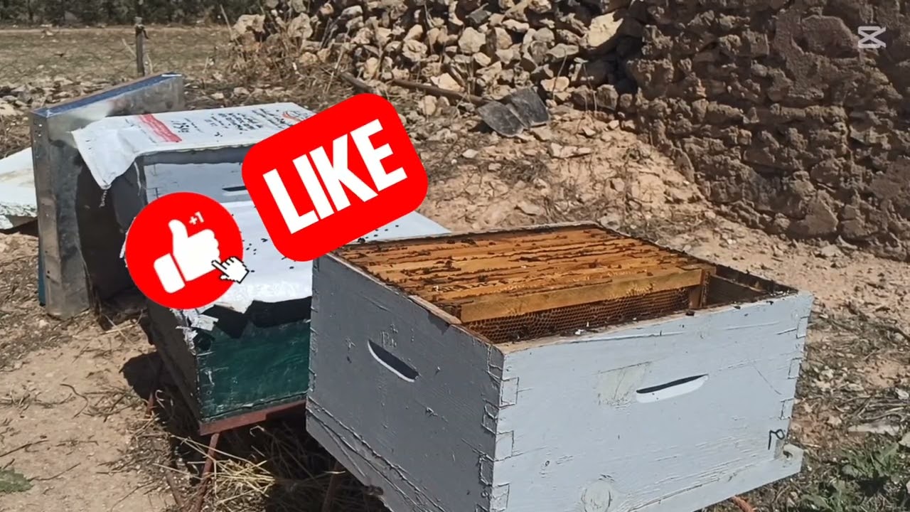 فحص خلية نحل و تطبيق بعض الاعمال 