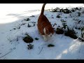 Helix The Cat