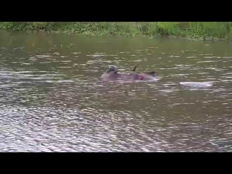 Djuma Private Game Reserve Live Stream