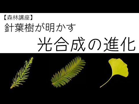 寄生虫病 針葉樹の喪失 針葉の黄ばみ 褐変