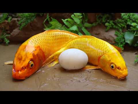 02 Golden Carp eel   Stop Motion ASMR Primitive Experiment Cooking Unbelievable fish eggs movement!
