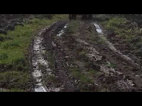 Mânze de 3 ani costel de la Paulian telefon 0747696483 județul Arad