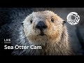 Live Sea Otter Cam Monterey Bay Aquarium