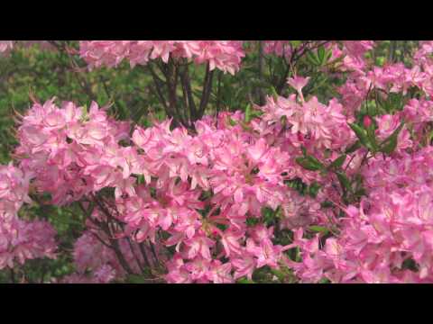 download lagu mp3 mp4 Fast Growing Rhododendron, download lagu Fast Growing Rhododendron gratis, unduh video klip Fast Growing Rhododendron