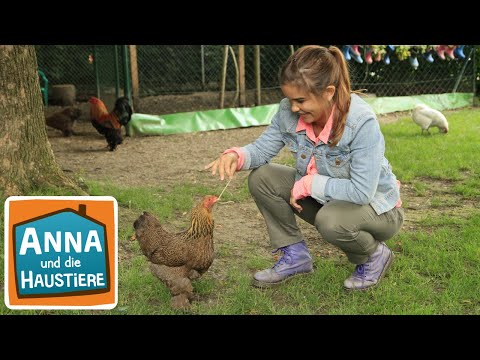 , title : 'Huhn | Information  für Kinder | Anna und die Haustiere'