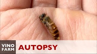 Flow Hive - Autopsy Surprise