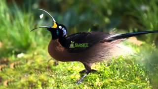 Download lagu Suara Burung Cendrawasih Paruh sabit cokelat brown sicklebill Epimachus meyeri MP3 mp3 Download lagu Suara Burung Cendrawasih Paruh sabit cokelat brown sicklebill Epimachus meyeri MP3 mp3