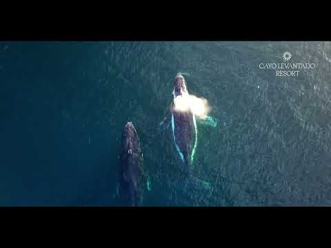 Videos del Cayo Levantado Resort 5★ en Cayo Levantado, República DominicanaVer MásVerPrecios19CerrarConsulta por Whatsapp 🇦🇷BookingTripadvisorExpediaAgodaTravelocityOrbitzPricelineTripSkyscannerDespegarKayakHotelesBestdayDestiniaTrivagoAlmundoLastminuteHotwireTui